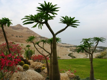 This photo of the botanical garden in Ein Gedi, located in Israel's Judean Desert, was taken by photographer Ester Inbar.